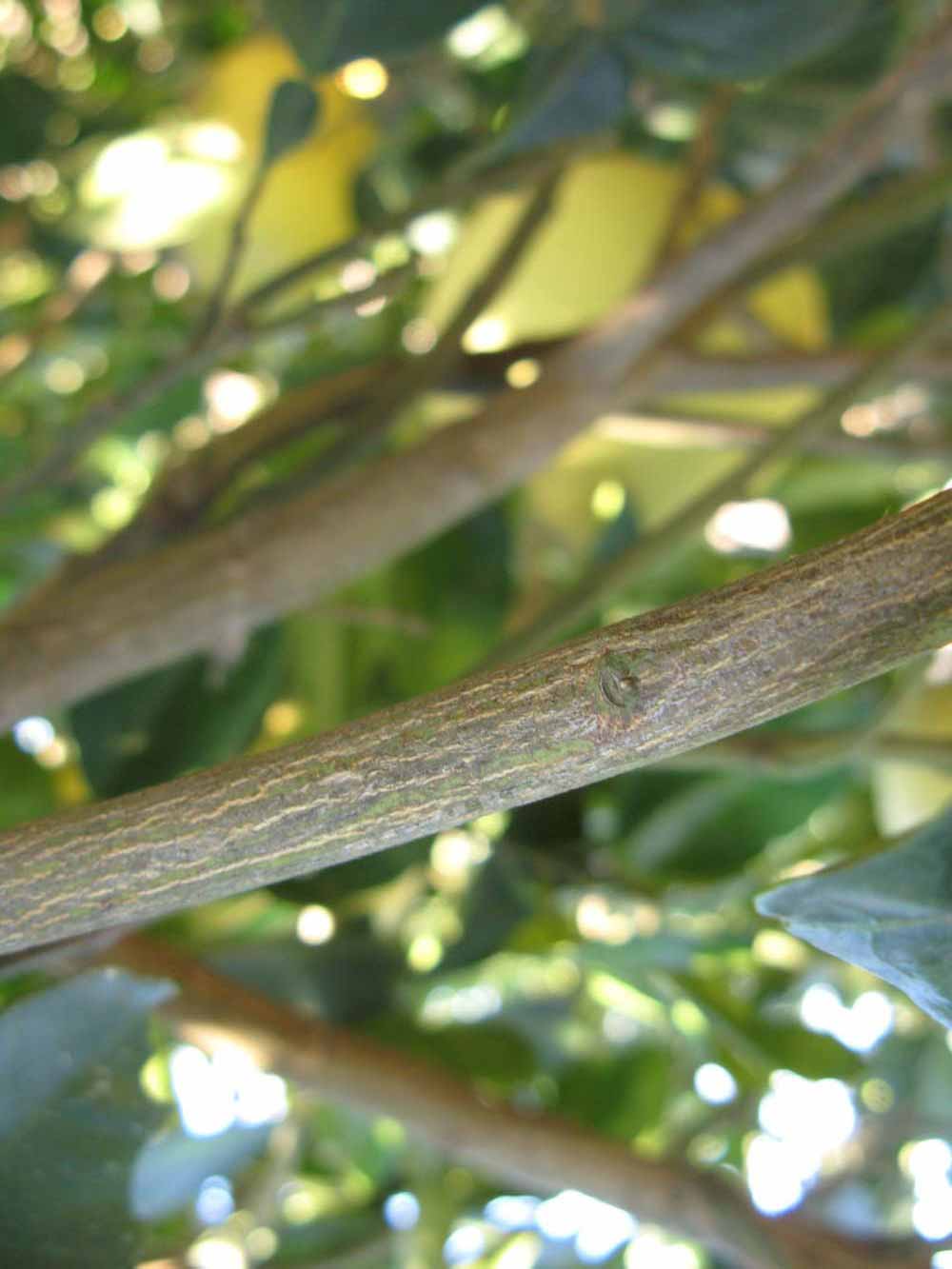              Second - third year twig (Winter Haven, FL)       